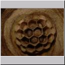 Vespa crabro - Hornisse 08.jpg